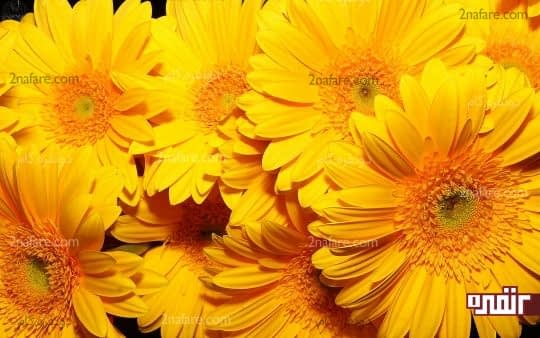 زرد، نشان دهنده ی اعتماد به نفس و خوش بینی است