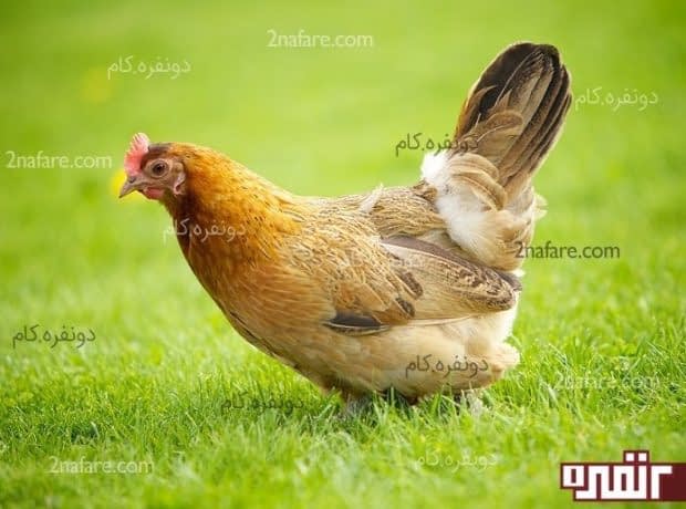 نکاتی مهم که هنگام خرید گوشت مرغ سالم باید رعایت کنیم مرغ سالم