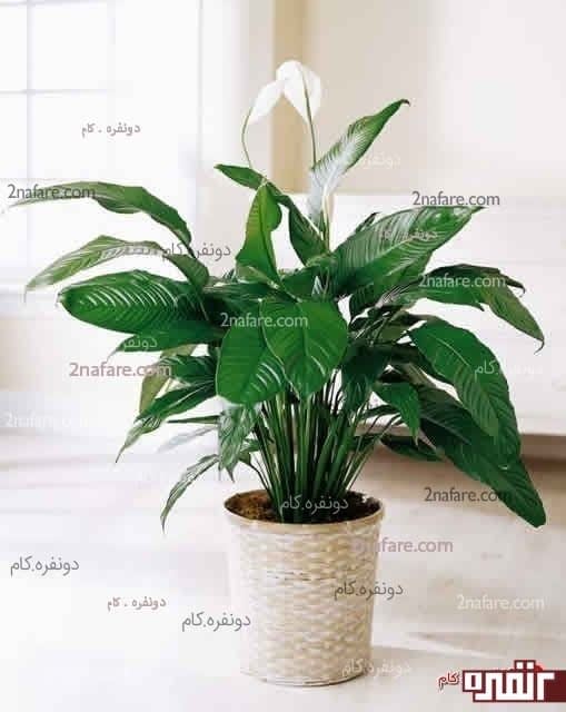 گیاه در نشیمن