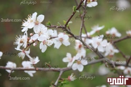 شکوفه های آلوچه (گوجه سبز)