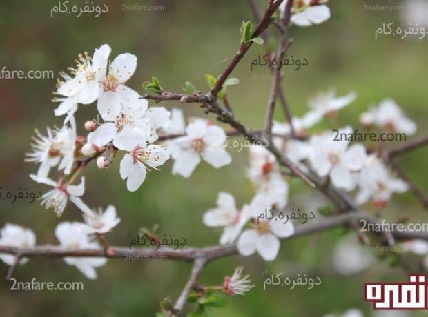 نوروزتان پیروز شکوفه های آلوچه (گوجه سبز)