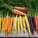 خواص هویج برای سلامت و پوست و مو