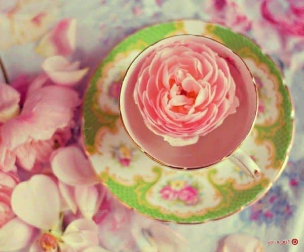 چای گل رز و شفافیت پوست