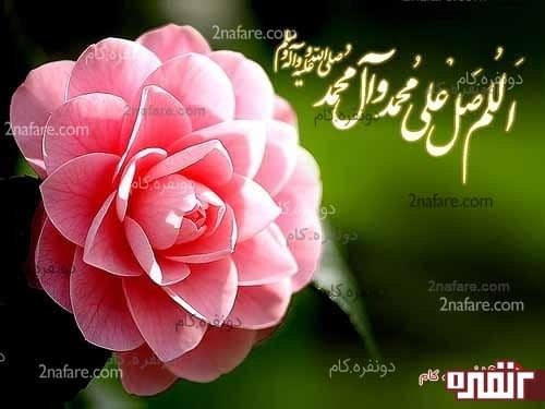 گل محمدی