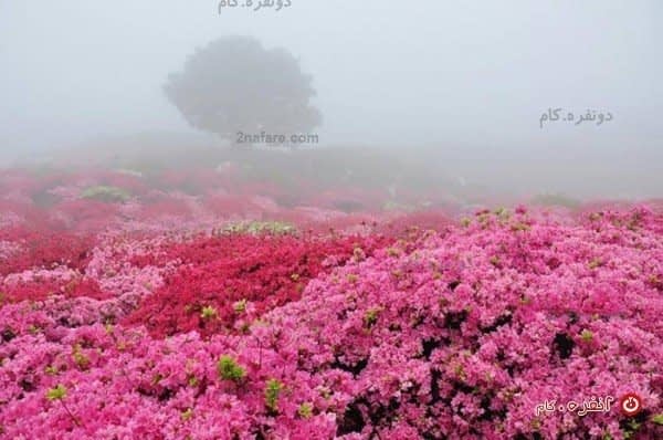 دشت گل