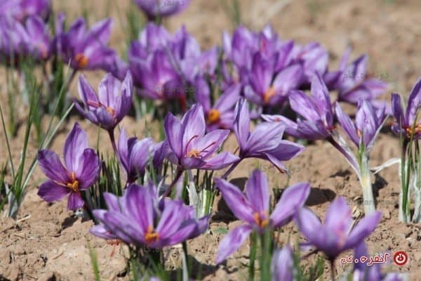 گل زعفران