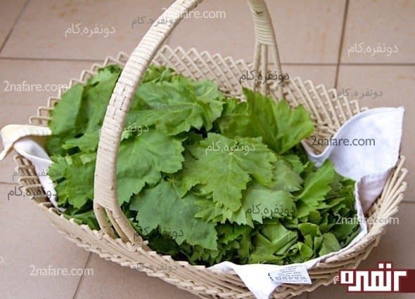 برگ مو