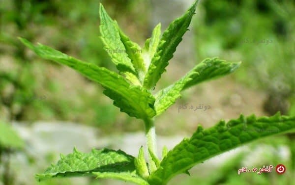 خواص نعنا
