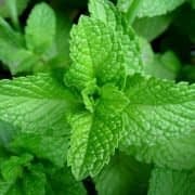 نعنا و خواص درمانی