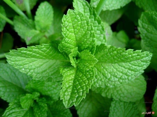 نعنا و خواص درمانی
