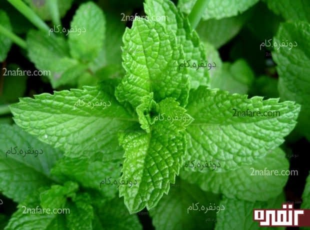 خواص درمانی نعنا و عطر نعنا نعنا و خواص درمانی
