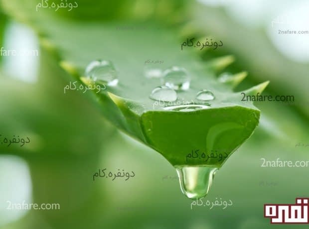 آلوئه ورا یا صبر زرد، گیاهی معجزه گر آلوئه ورا