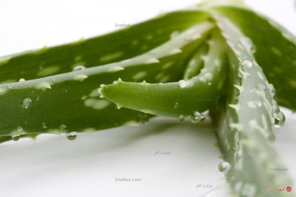 آلوئه ورا