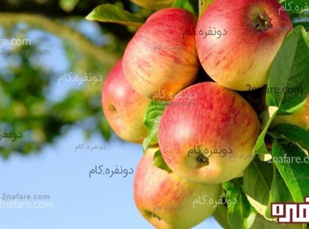 با روزی یک سیب همیشه سالم بمانید سیب