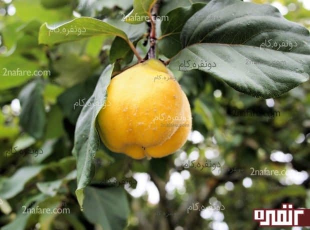 خواص عالی میوه ” به “ خواص به برای سلامتی