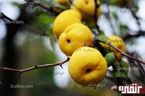 میوه درخت به