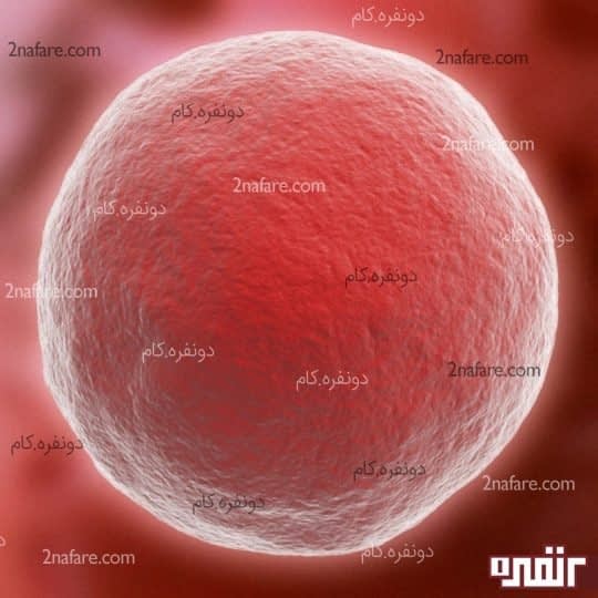 تخمک