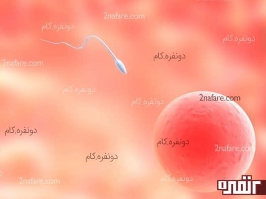 تخمک گذاری و بارداری