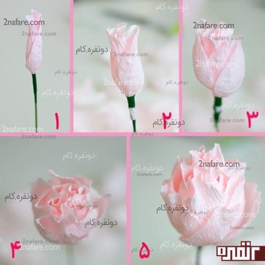 مراحل پیچیدن گلبرگهای گل