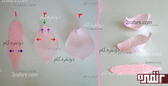 گلبرگ های خارجی