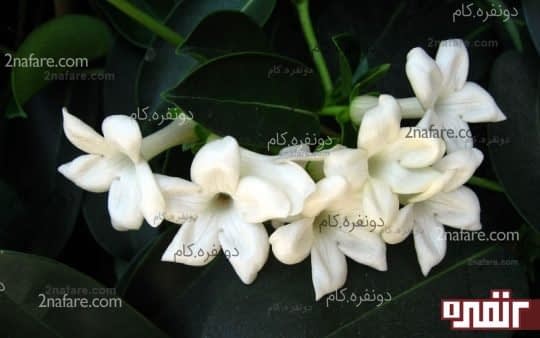 گل یاس و کاهش اضطراب