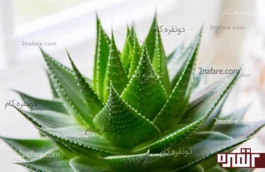آلوئه ورا شفادهنده ی طبیعی