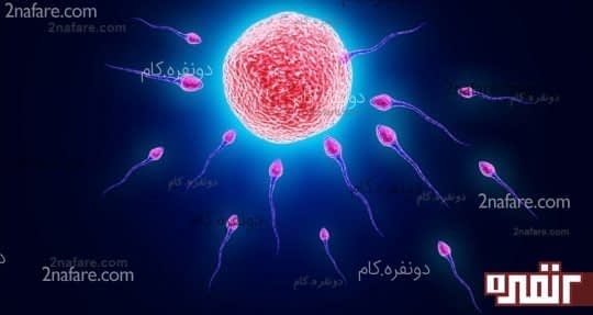 اسپرم و تخمک در محیط رحم