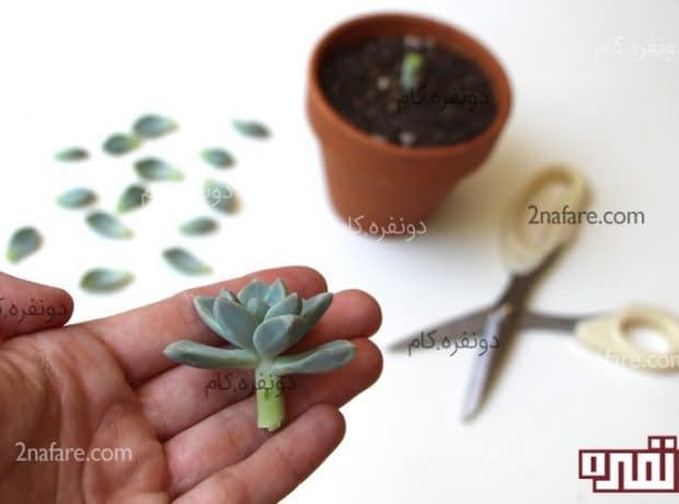 تکثیر کاکتوس های خونگی به شیوه قلمه و برگ بخش بالایی رو جدا میکنیم و در گلاد دیگه ای قرار میدیم