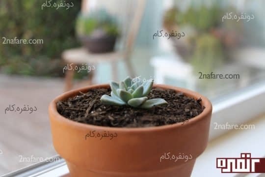 بخش بالایی گیاه