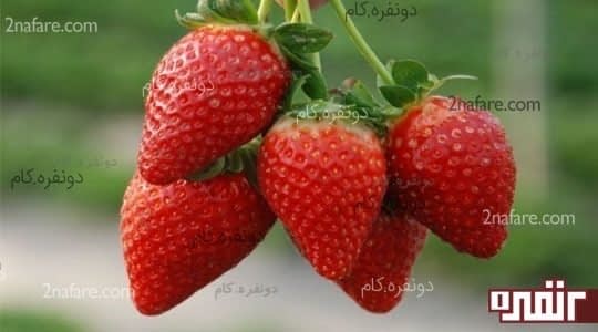 توت فرنگی های تازه برای درست کردن کمپوت