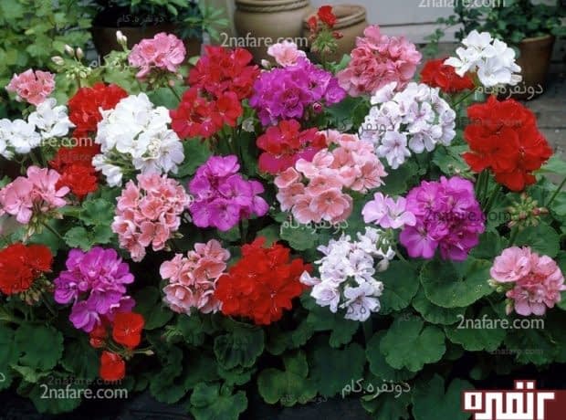 تکثیر ، نگهداری و پرورش گل شمعدانی تکثیر ، نگهداری و پرورش گل شمعدانی