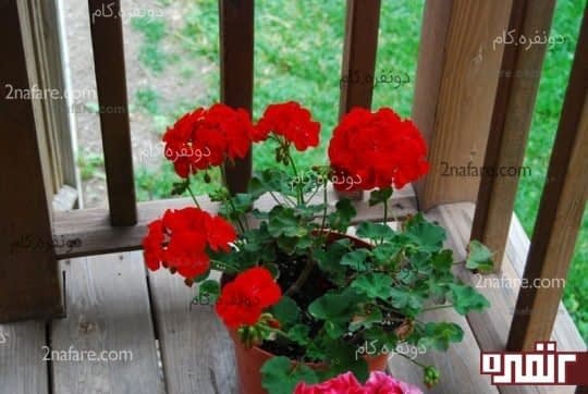 نوستالژی شمعدونیای خوشگل