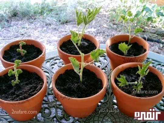 تکثیر گل شمعدونی
