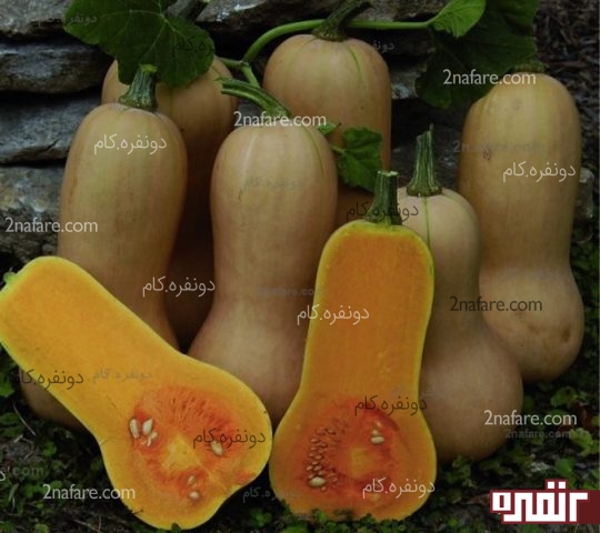 کدو