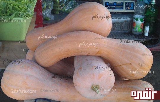 کدو
