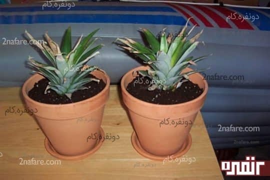بعد از رشد ریشه ها آناناس را داخل گلدان بکارید