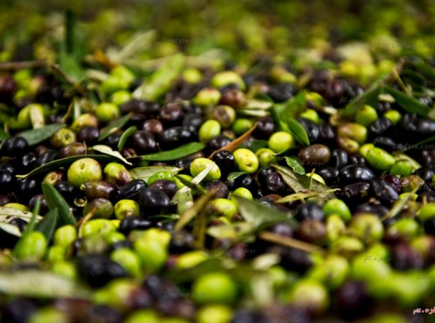 خواص مفید و عالی زیتون و روغن زیتون