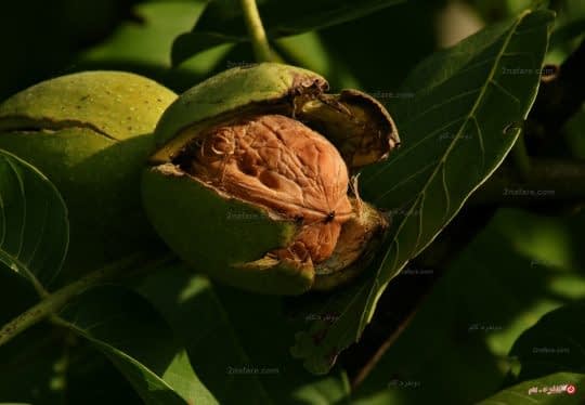 برای چاق شدن گردو بخورید