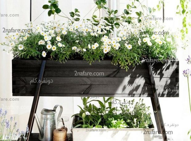 گیاهان تصفیه کننده هوا مناسب برای نگهداری در آپارتمان
