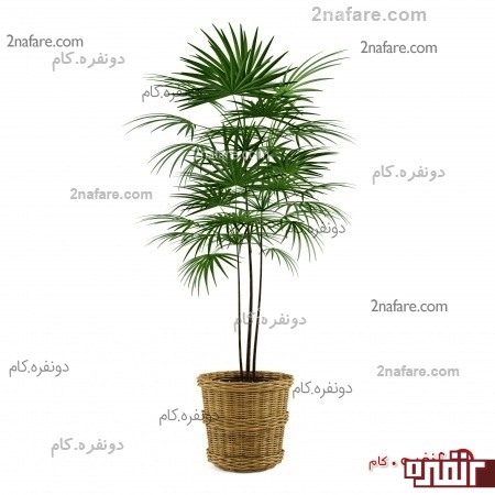 نخل راپیس