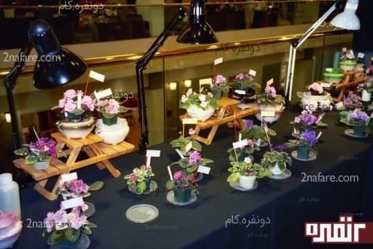 بنفشه ی آفریقایی با نور مصنوعی نیز رشد میکند