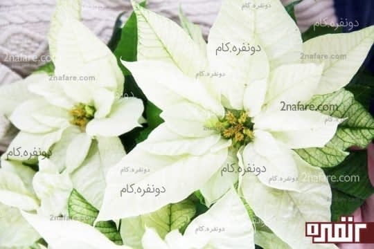 گلدهی بنت قنسول در دمای پایین