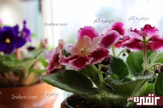 راهنمای کامل نگهداری و تکثیر بنفشه آفریقایی بنفشه های آفریقایی رنگارنگ