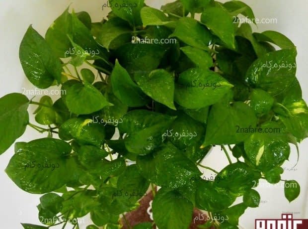راهنمای نگهداری و پرورش گیاه پوتوس در خانه پوتوس و نیازهای ان