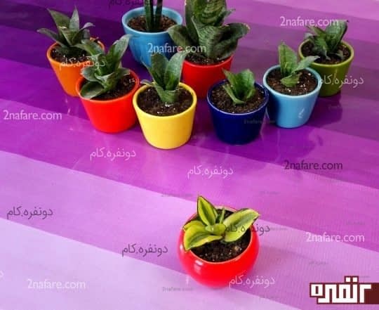 سانسوریاهای پاکوتاه ساده و ابلق