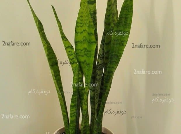 نگهداری و تکثیر گیاه سانسوریا در خانه سانسوریا پا بلند