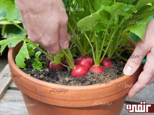 تربچه