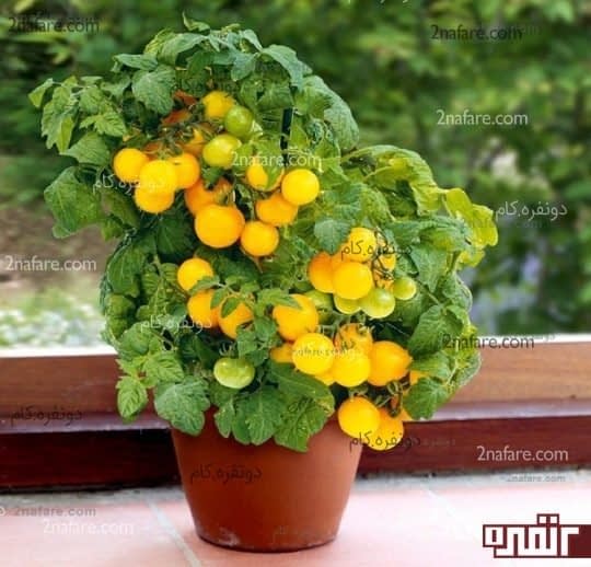 پرورش گوجه فرنگی گیلاسی در گلدان