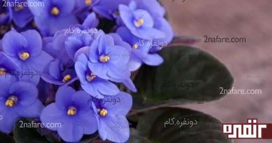 بنفشه ی آفریقایی