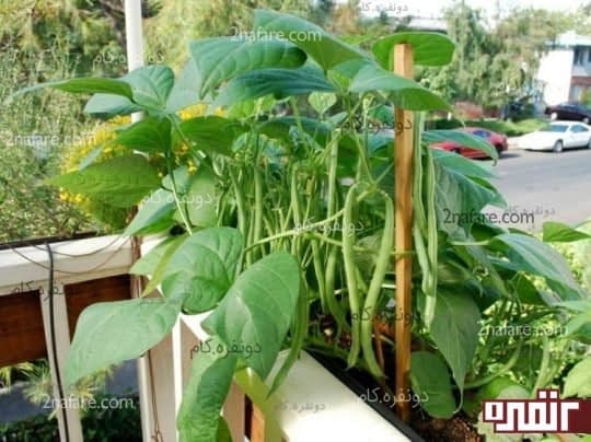 لوبیا سبز گلدانی